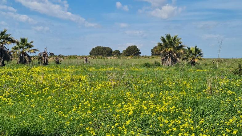 id.5306865