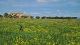 ANTICO BAGLIO ANNESSO IN UN TERRENO DI 45000 MQ. in Vendita